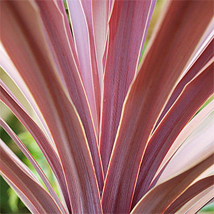 CORDYLINE RED SENSATION