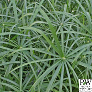 CYPERUS LITTLE PRINCE