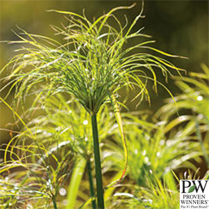 CYPERUS NILE QUEEN