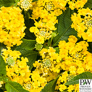 LANTANA LUSCIOUS BANANARAMA