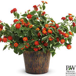 LANTANA LUSCIOUS CITRUS BLEND