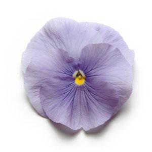 PANSY TRUE BLUE