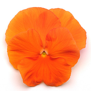 PANSY ORANGE