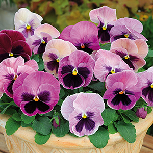 PANSY PINK SHADES