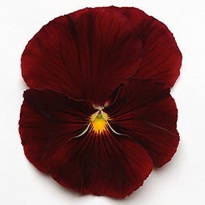 PANSY RED