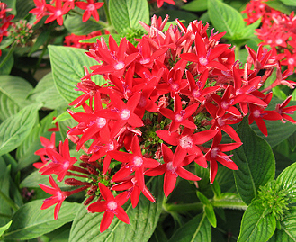 PENTAS RED