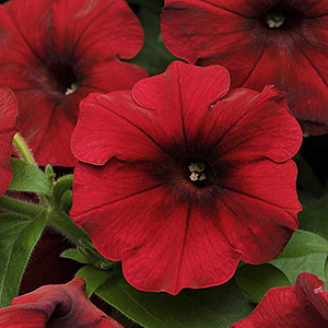 PETUNIA EASY WAVE RED