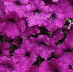 PETUNIA EASY WAVE VIOLET