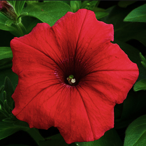 PETUNIA RED