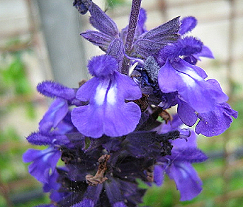 SALVIA MYSTIC SPIRES