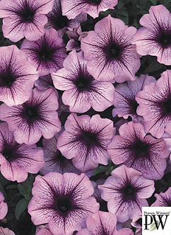 SUPERTUNIA BORDEAUX