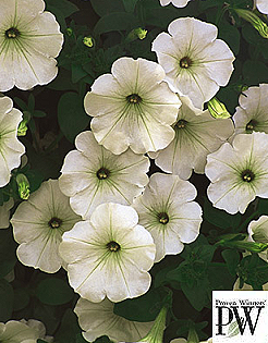 SUPERTUNIA MINI VISTA WHITE