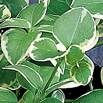 VINCA MAJOR VARIEGATA