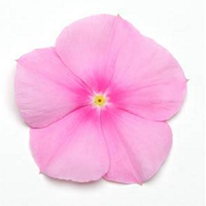 VINCA PINK ROSE