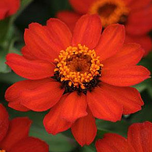 ZINNIA ZAHARA XL FIRE