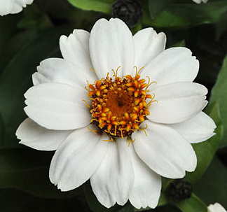 ZINNIA ZAHARA XL WHITE