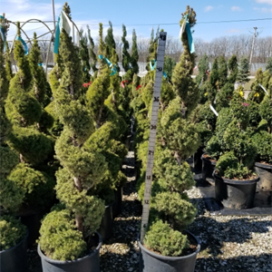 Unique Types & Topiaries