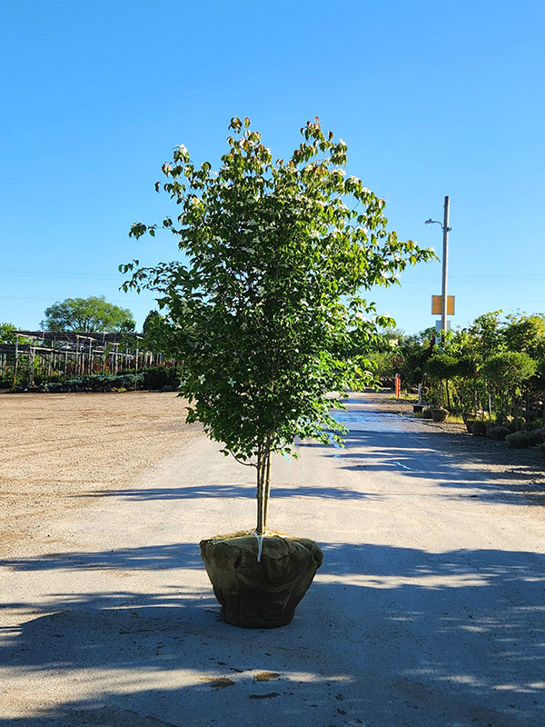 CORNUS KOUSA CHINENSIS