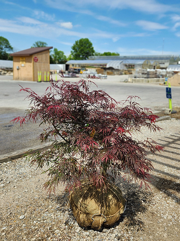 ACER PAL DIS TAMUKEYAMA
