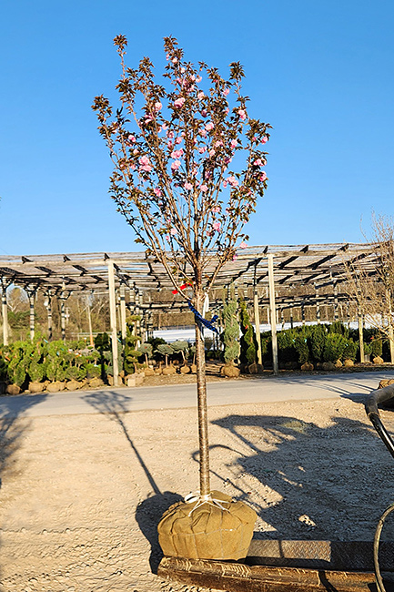 PRUNUS SER KWANZAN