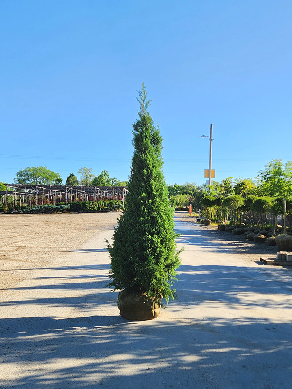 JUNIPERUS CHI MOUNTBATTEN