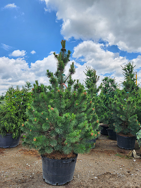 PINUS MUGO LA CABANA