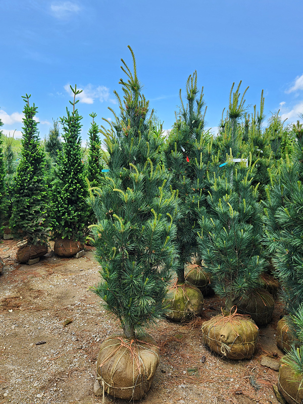PINUS STROBUS STOWE PILLAR