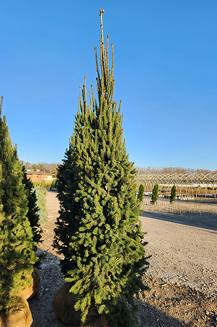 PICEA ABIES CUPRESSINA