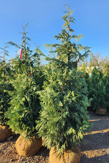 CHAMAECYPARIS NOO. BUSHY BLUE