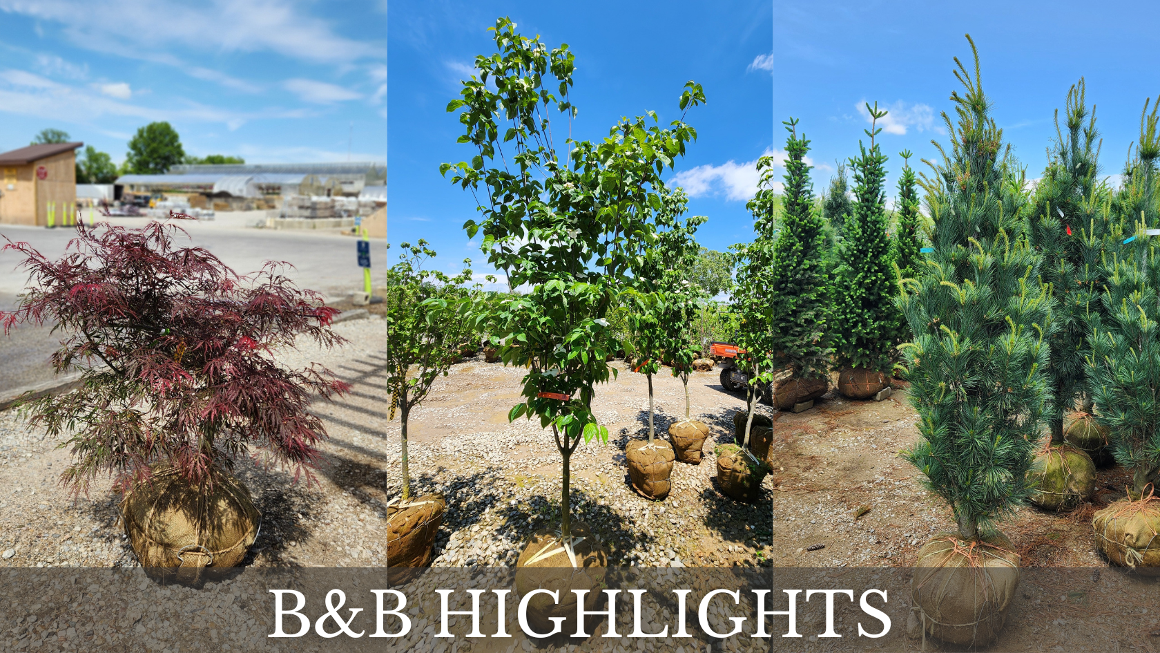 B&B HIGHLIGHTS
