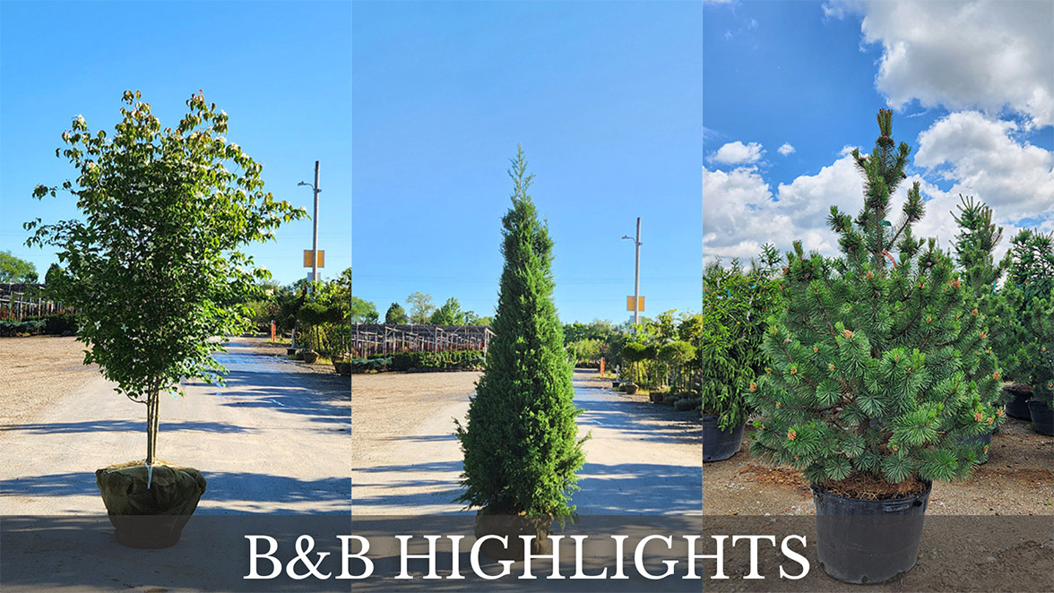 B&B HIGHLIGHTS