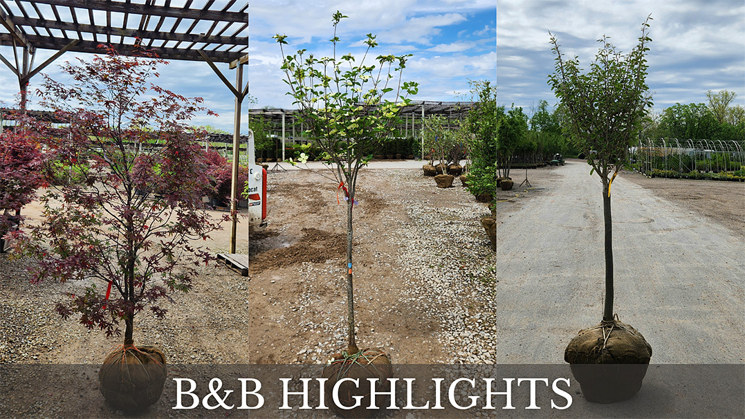 B&B HIGHLIGHTS