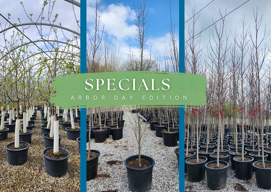 SPECIALS FLYER