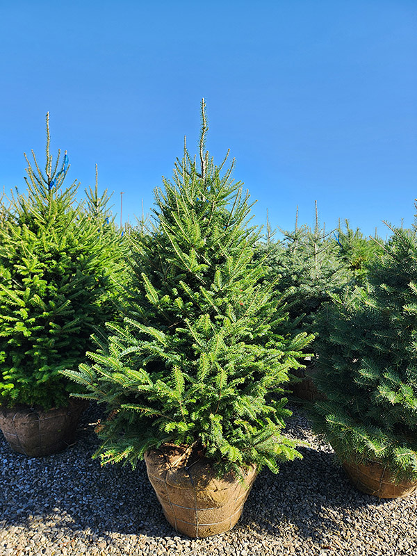 ABIES BALSAMEA PHANEROLEPIS