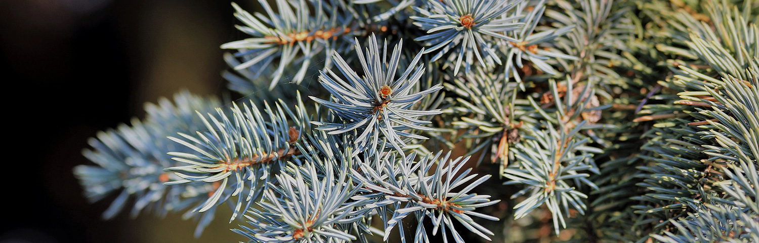 KOREOCARPA