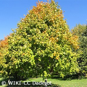 Acer nigrum - Pennsylvania native tree