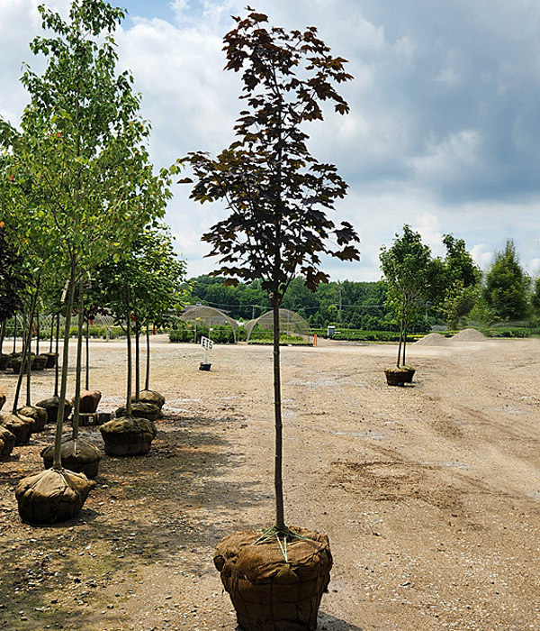 ACER PLA CRIMSON KING