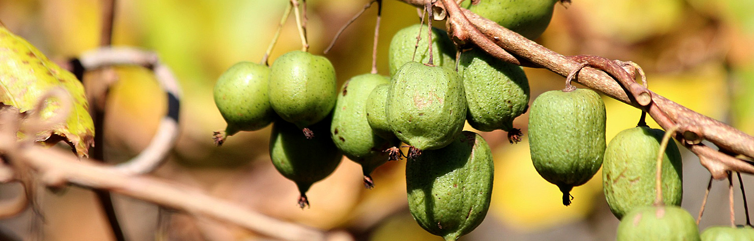 ACTINIDIA ARG ISSAI