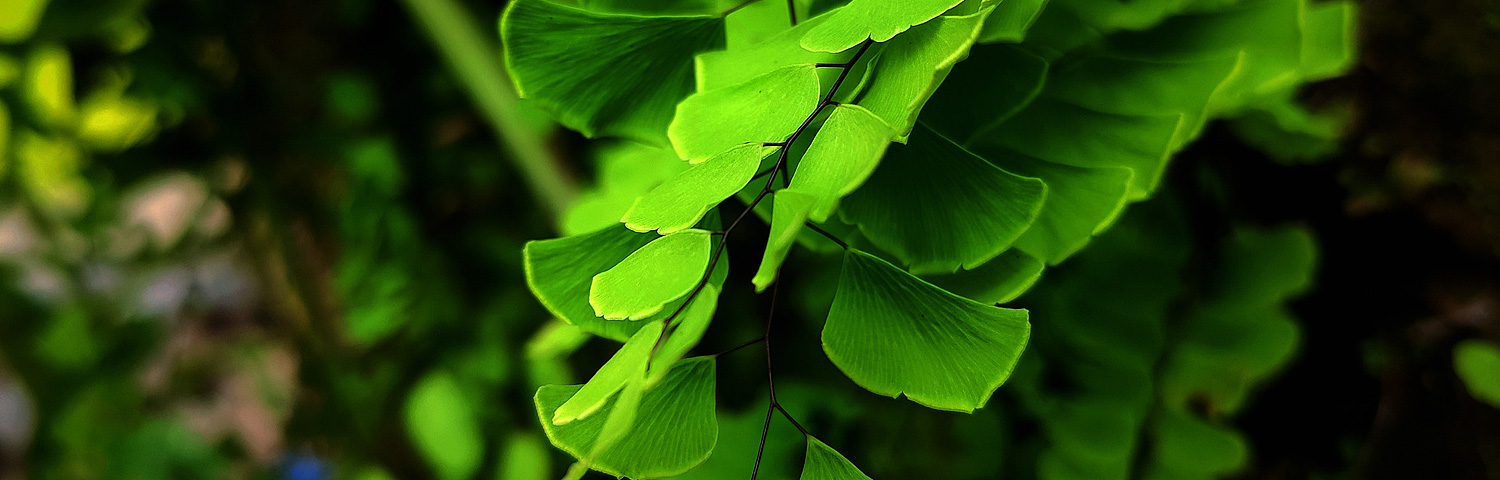 ADIANTUM