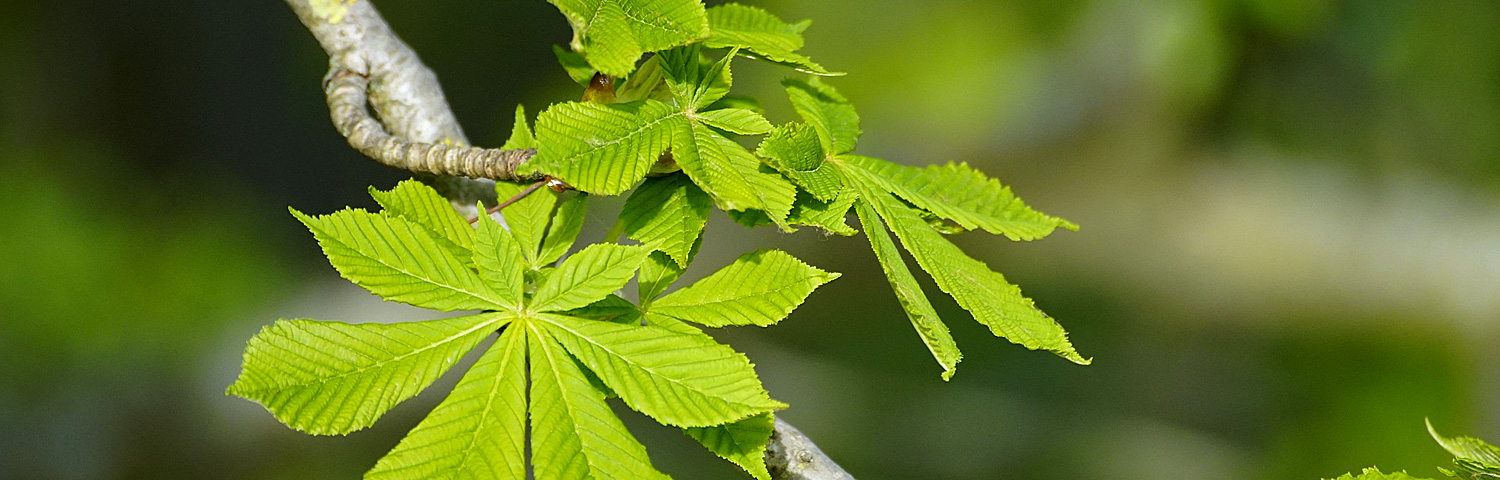 AESCULUS