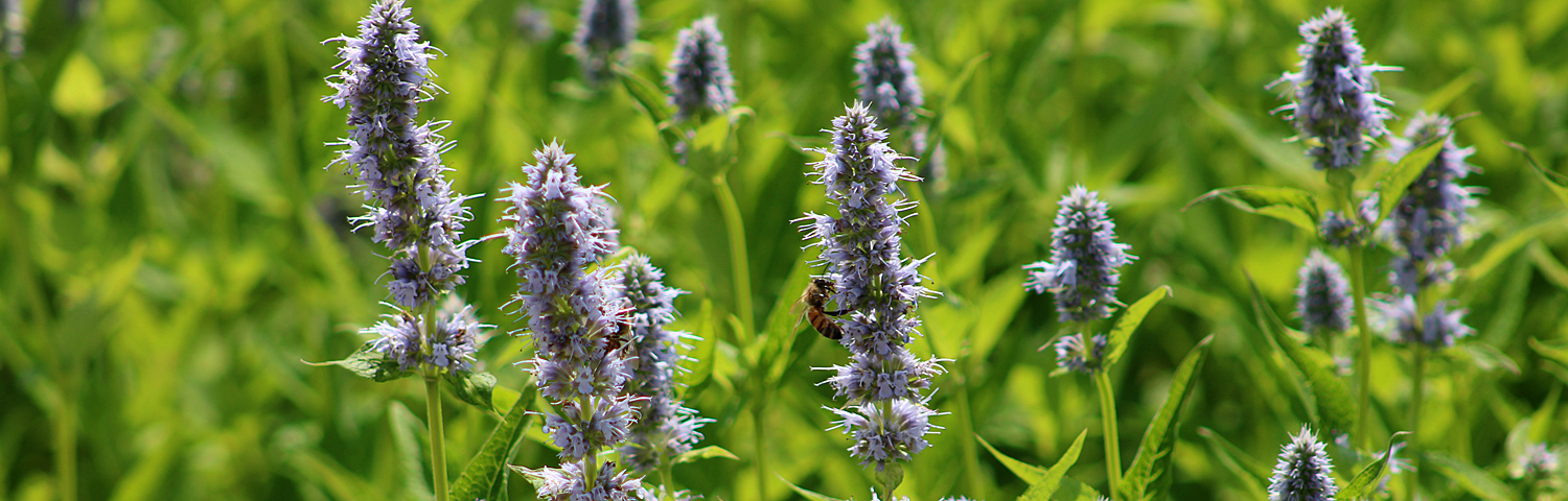 AGASTACHE BLUE FORTUNE
