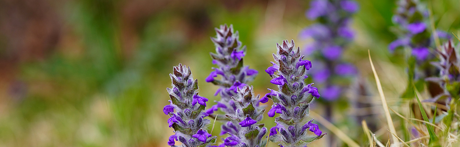 GROUNDCOVER