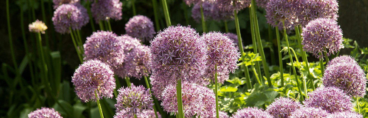 ALLIUM LAVENDER BUBBLES