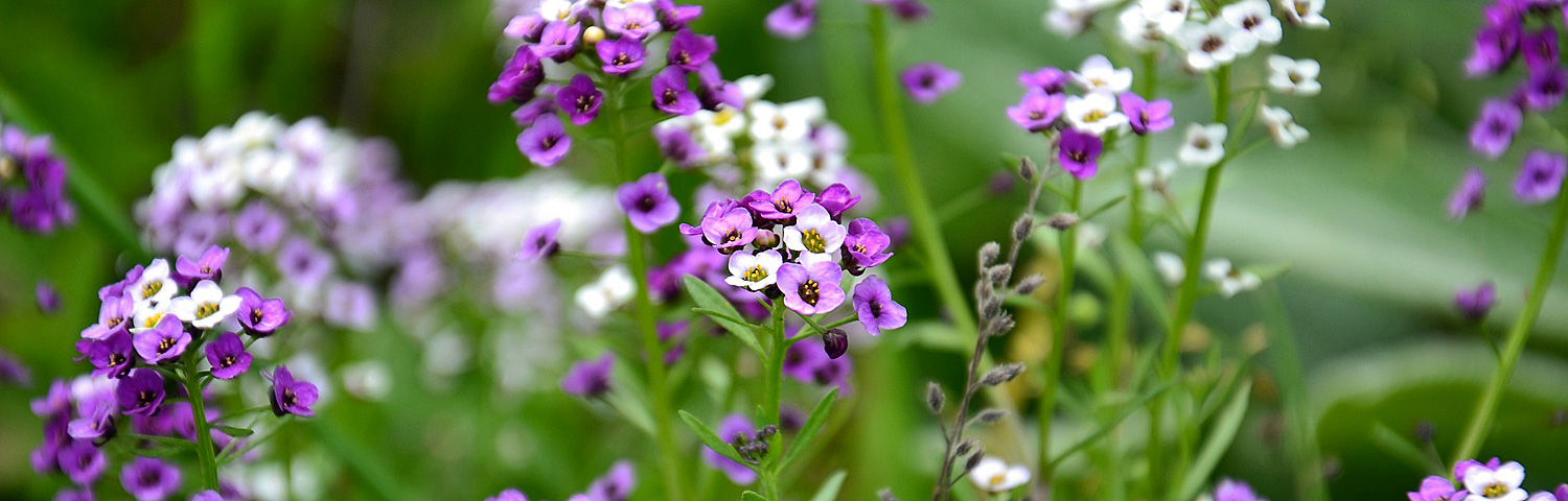 ALYSSUM WHITE
