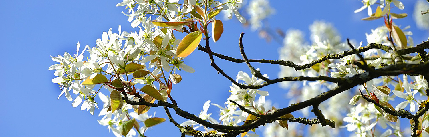 amelanchier can