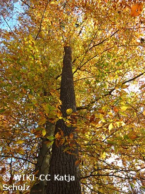 Fagus grandifolia - American Beech - Pennsyvania native tree