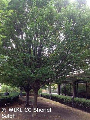 American Hornbeam - Pennsylvania Native Plant
