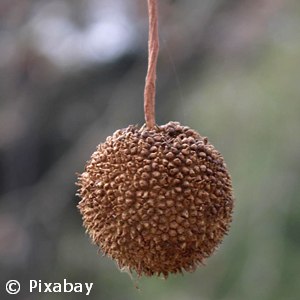 American Sycamore - Platanus occidentalis - Pennsyvania native tree
