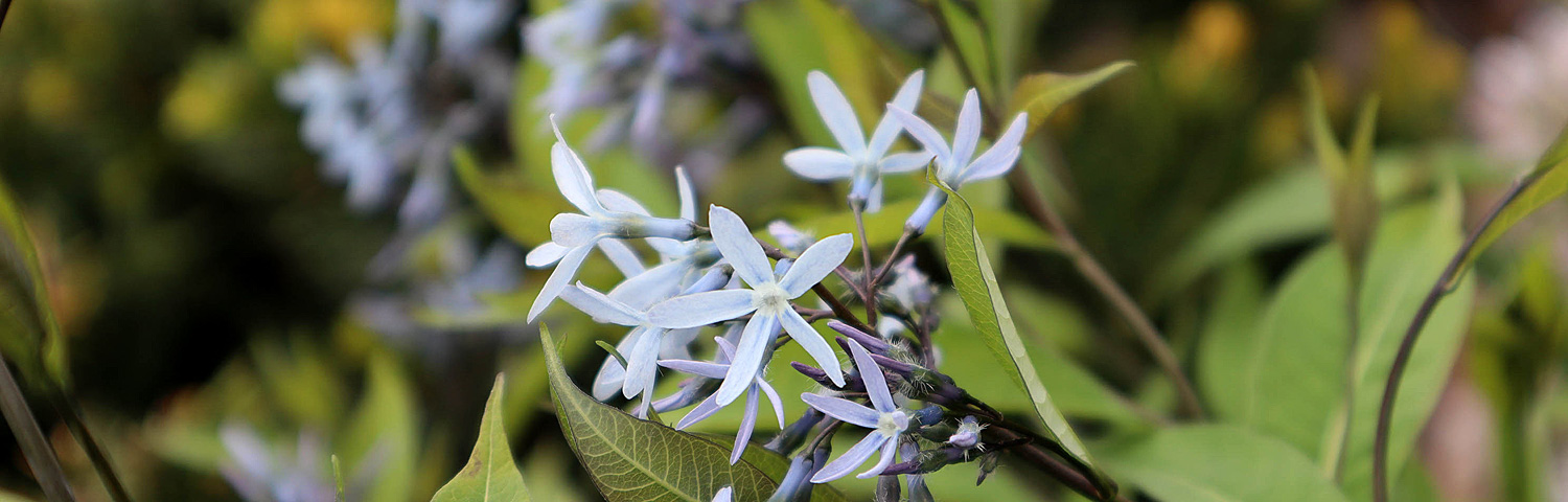 AMSONIA TAB STORM CLOUD