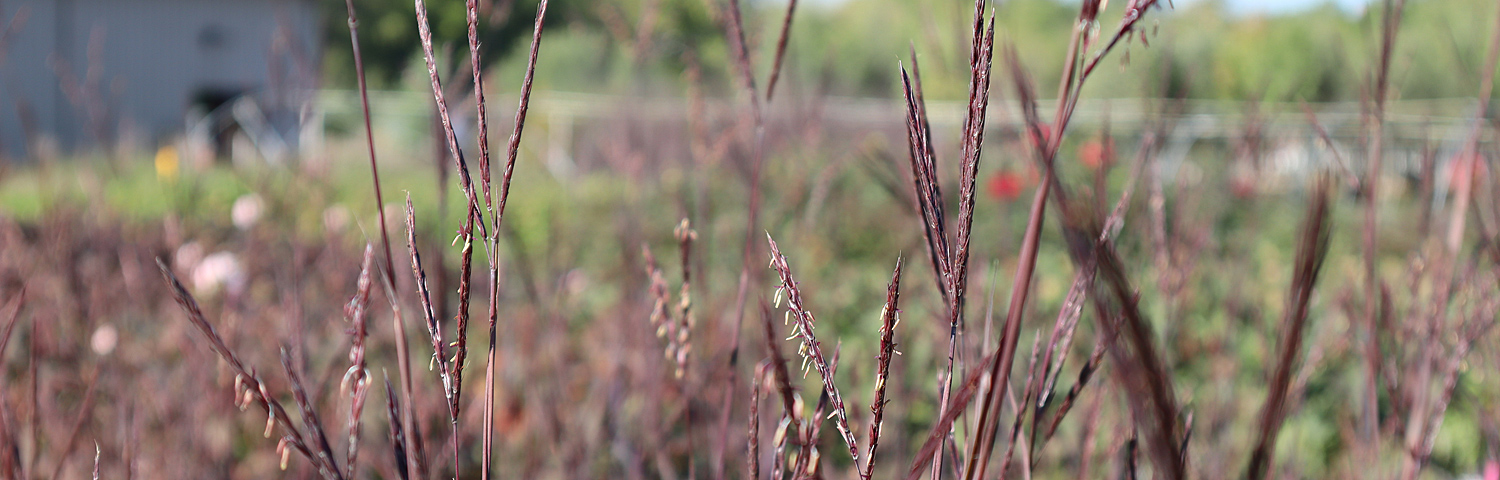 ANDROPOGON